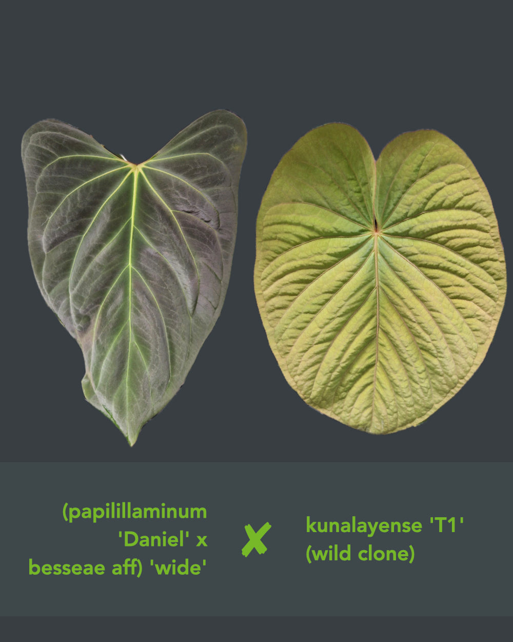 Anthurium (papillilaminum Daniel x besseae aff) wide x kunayalense T1