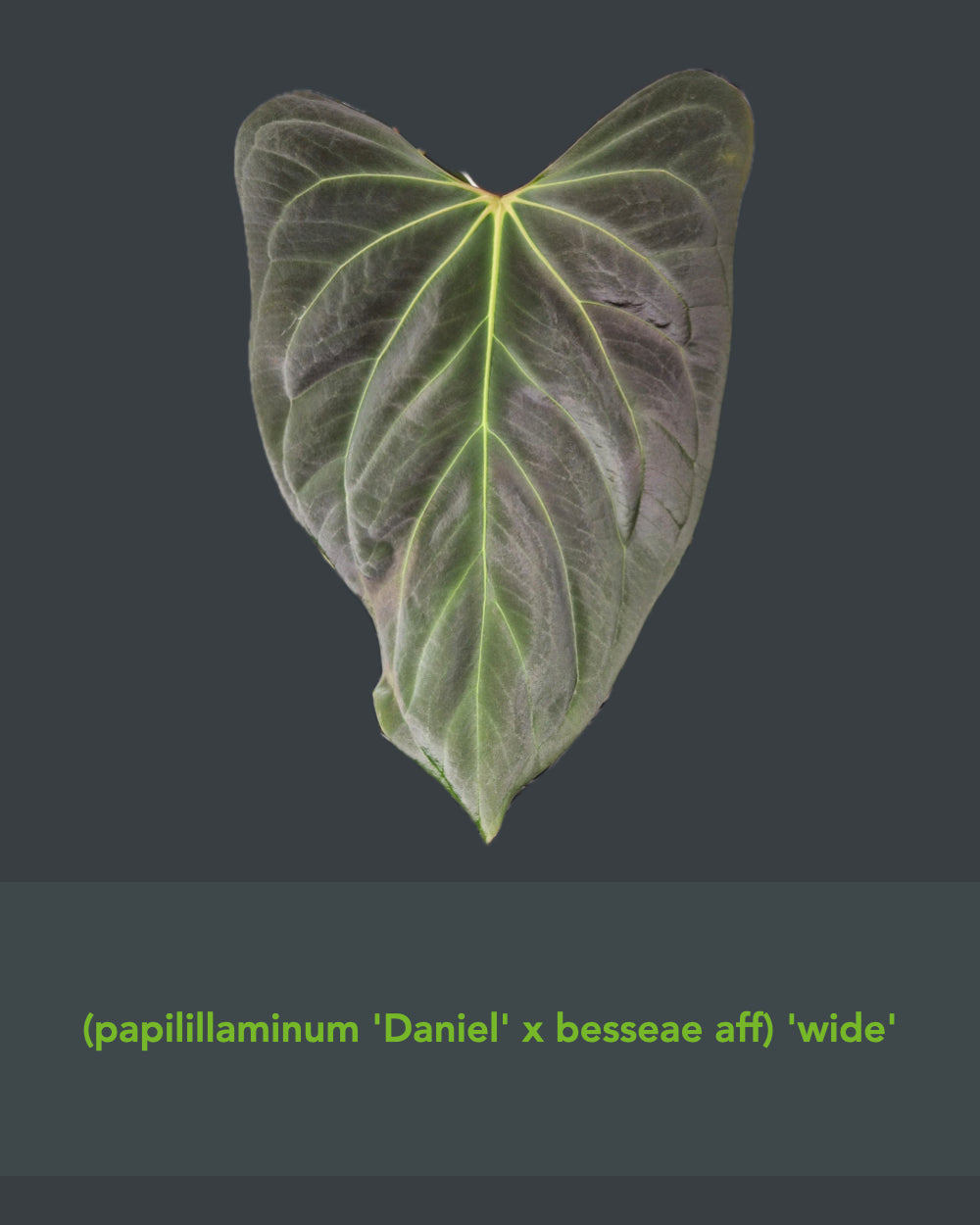 Anthurium (papillilaminum Daniel x besseae aff) wide x kunayalense T1