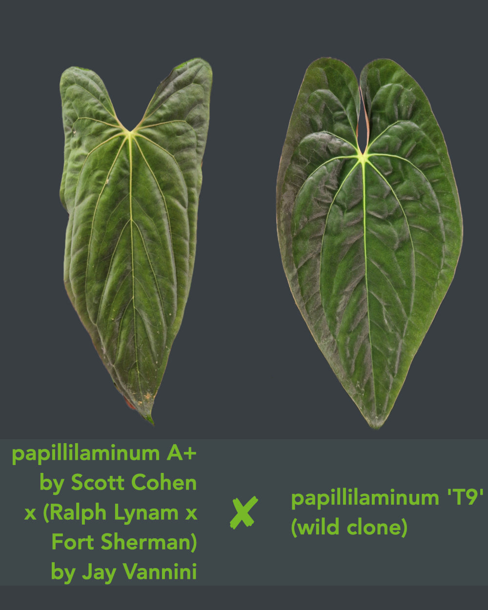 Anthurium papillilaminum A+RLFS x papillilaminum T9