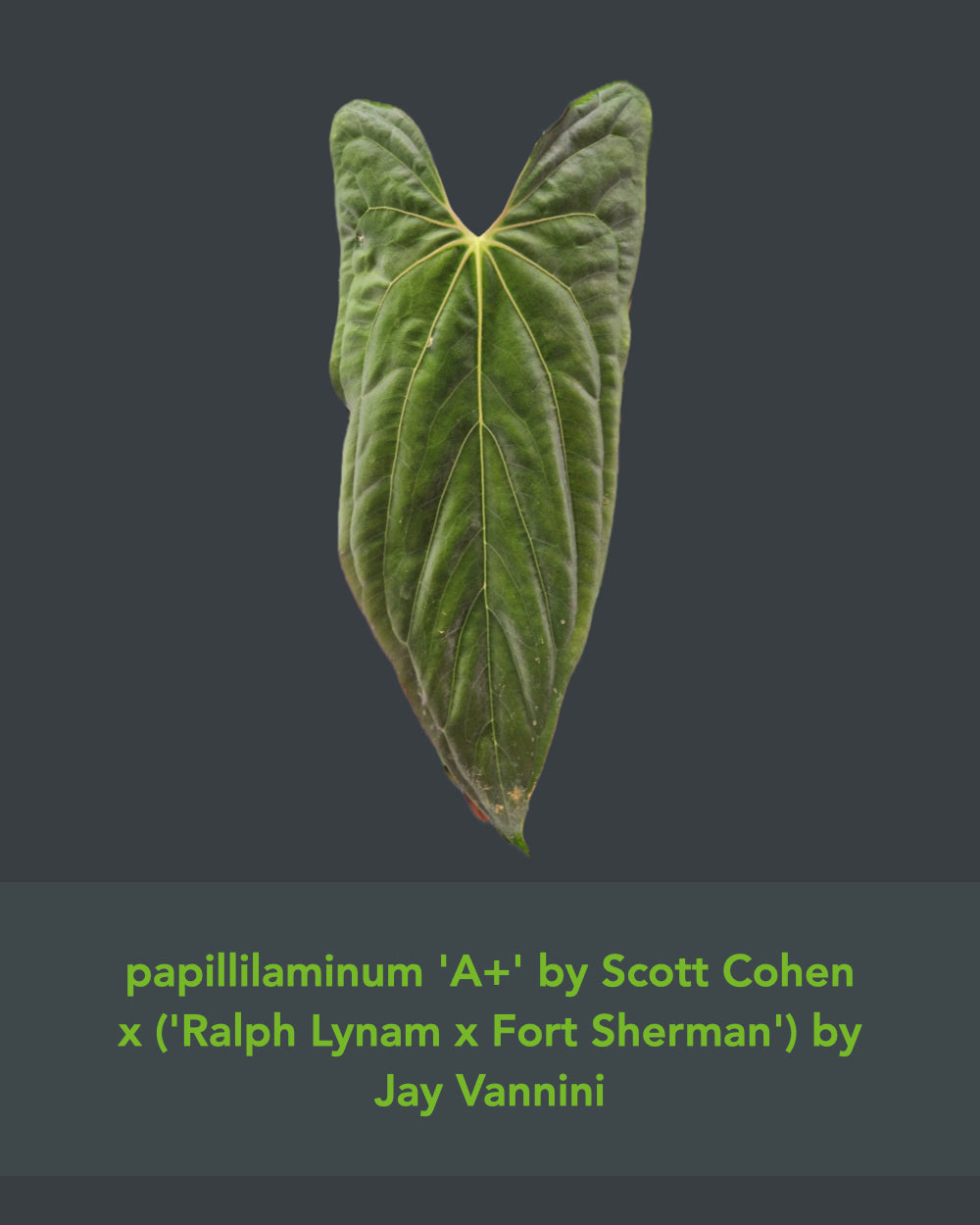 Anthurium papillilaminum A+RLFS x papillilaminum T9