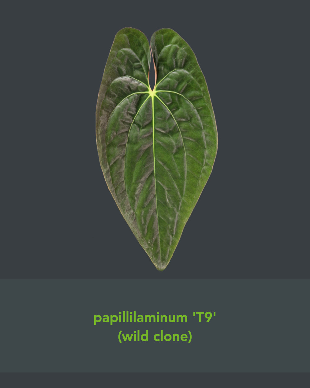 Anthurium papillilaminum A+RLFS x papillilaminum T9