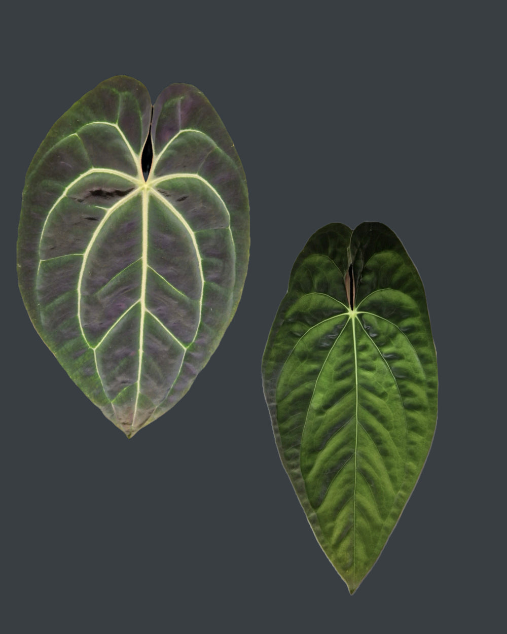 Anthurium besseae aff T3 x papillilaminum T5
