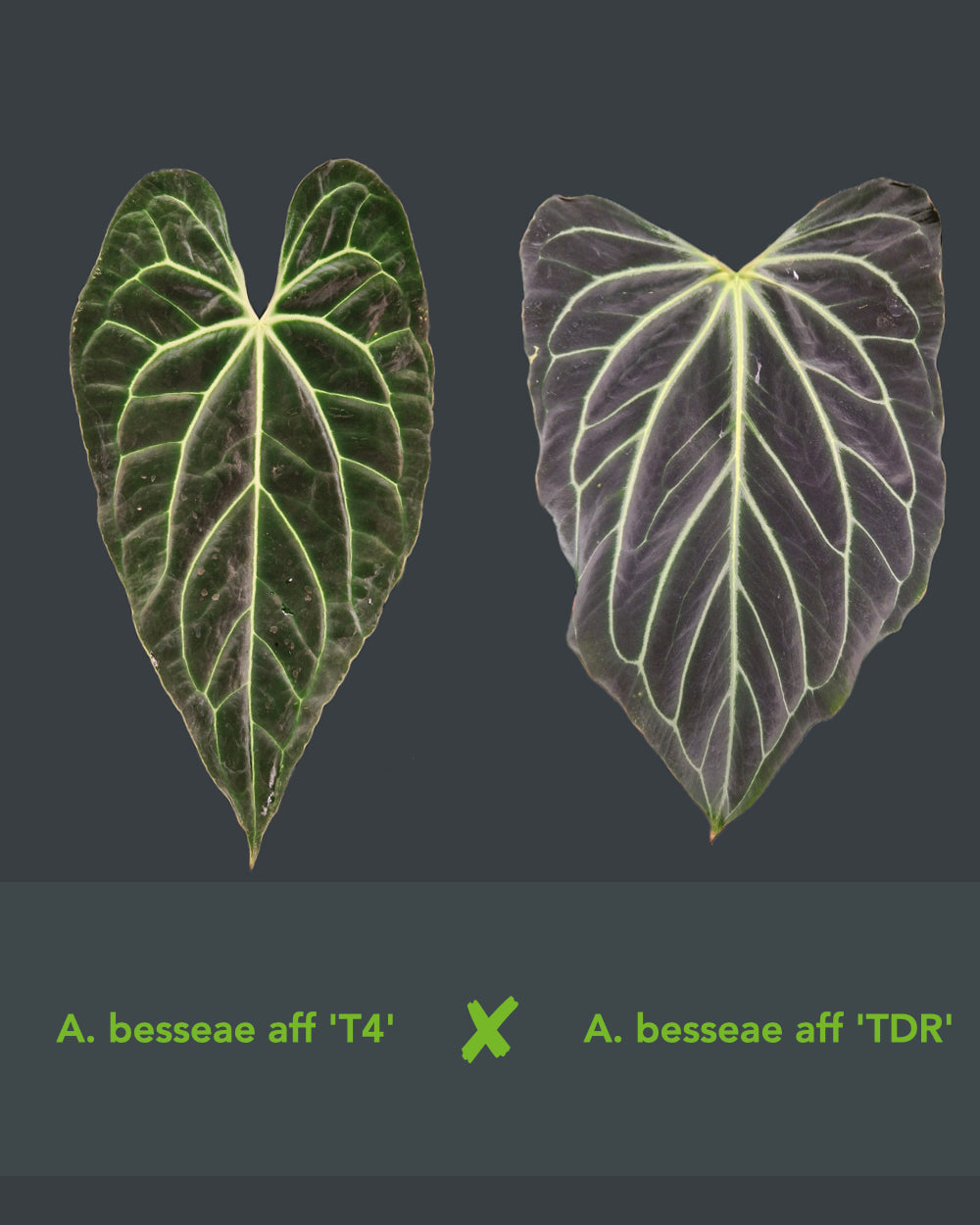 Anthurium besseae aff T4 x besseae aff TDR