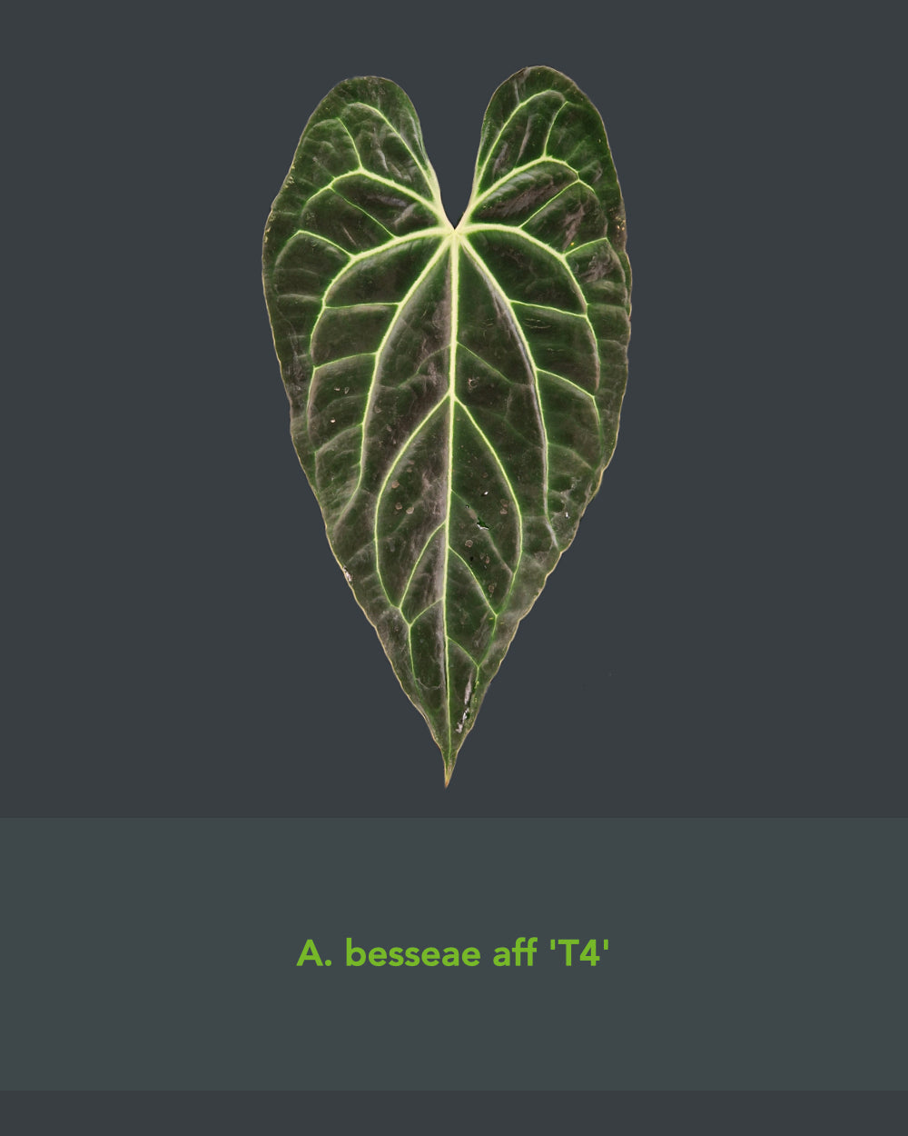 Anthurium besseae aff T4 x besseae aff TDR