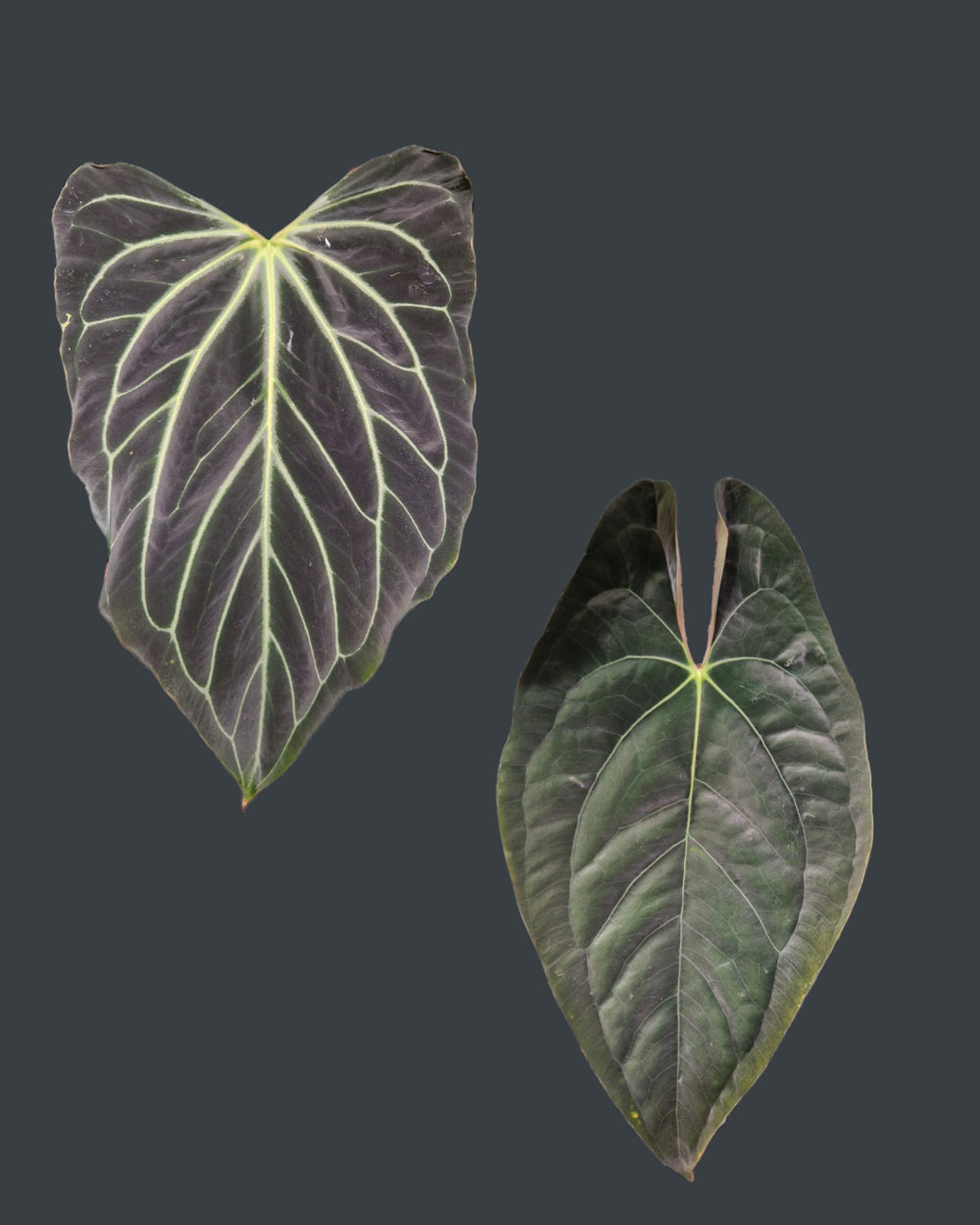 Anthurium besseae aff TDR x papillilaminum T11