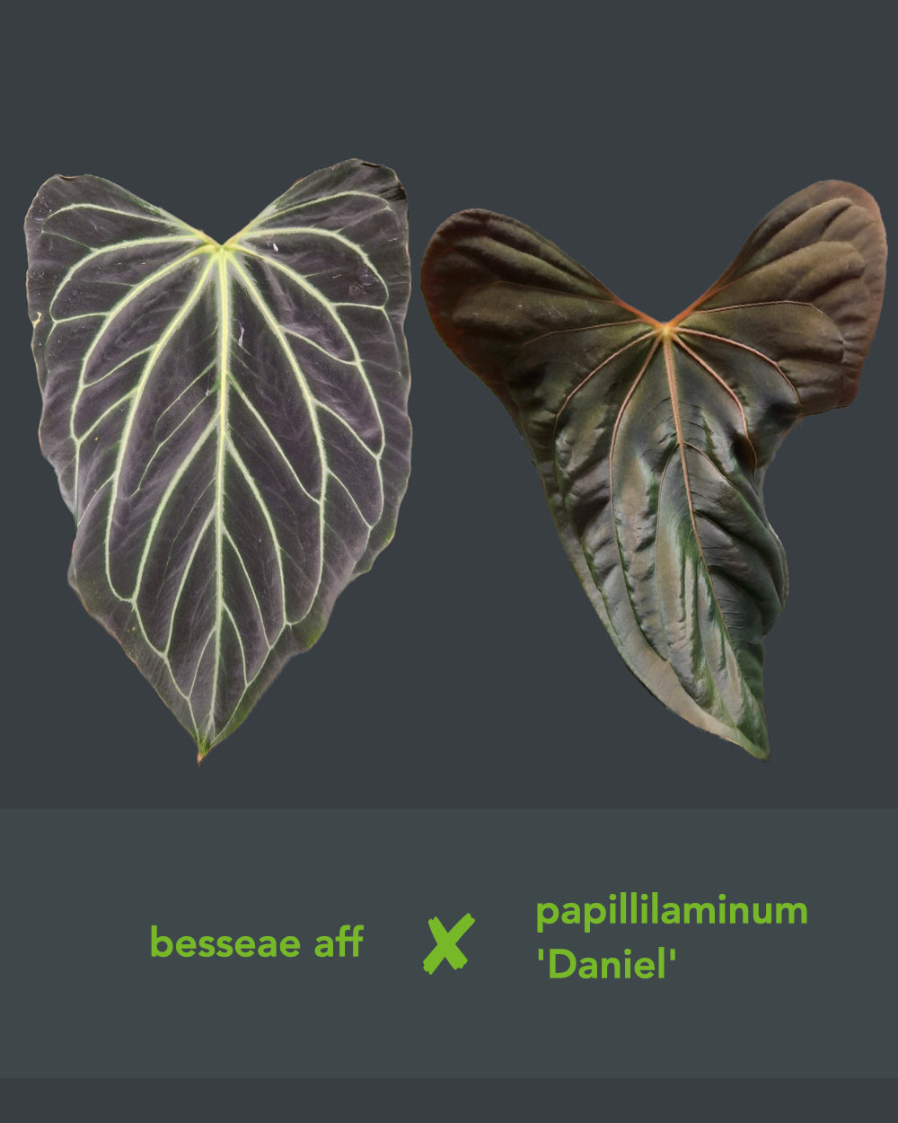 Anthurium besseae aff x papillilaminum Daniel