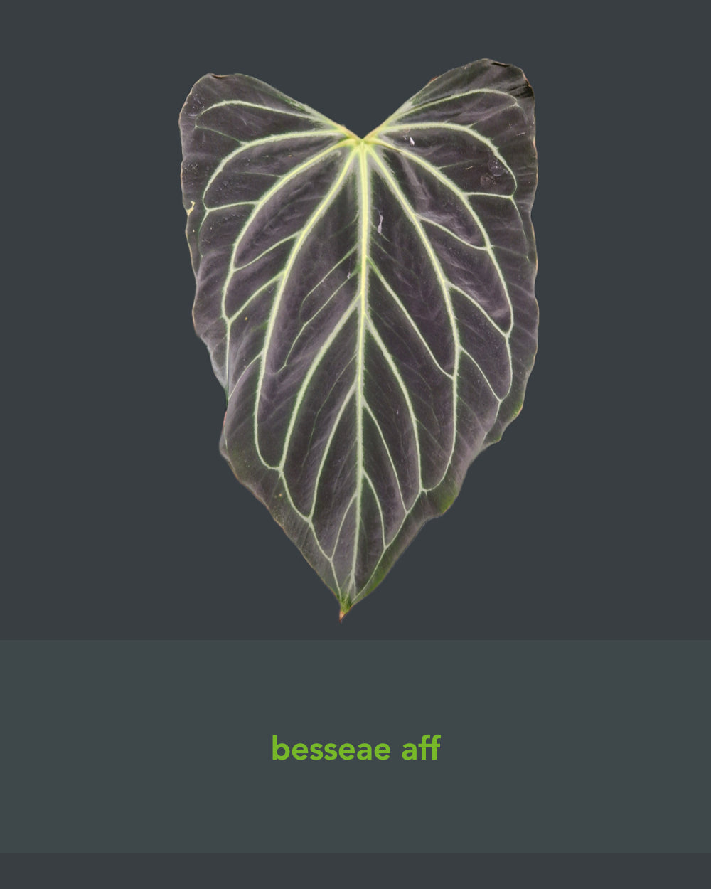 Anthurium papillilaminum Daniel x besseae aff