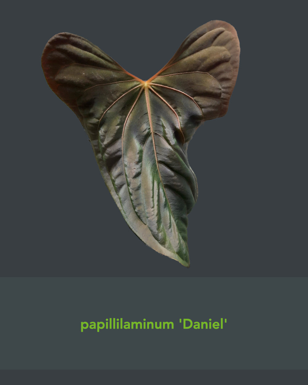 Anthurium besseae aff x papillilaminum Daniel