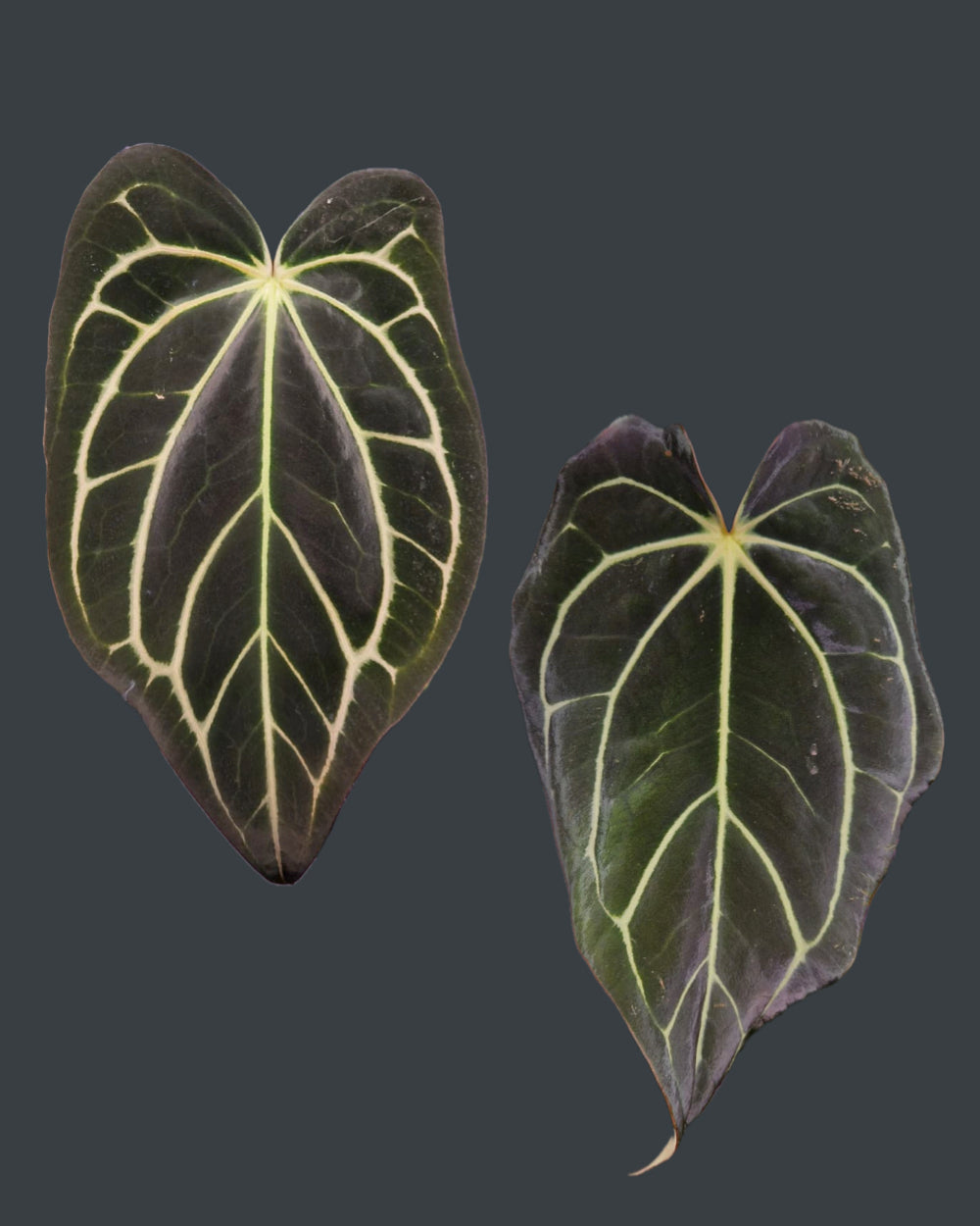 Anthurium carlablackiae RA unnumbered x T6
