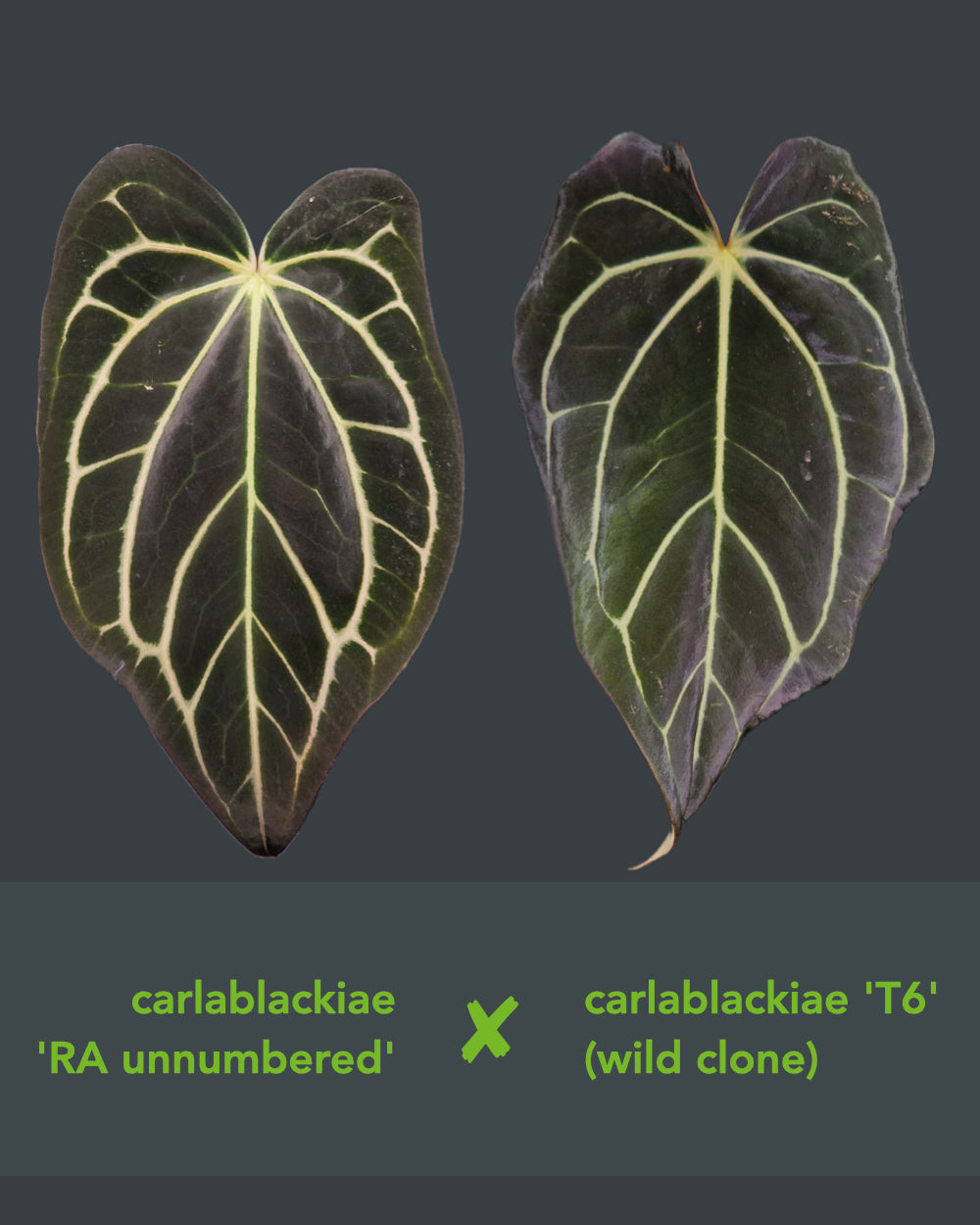 Anthurium carlablackiae RA unnumbered x T6
