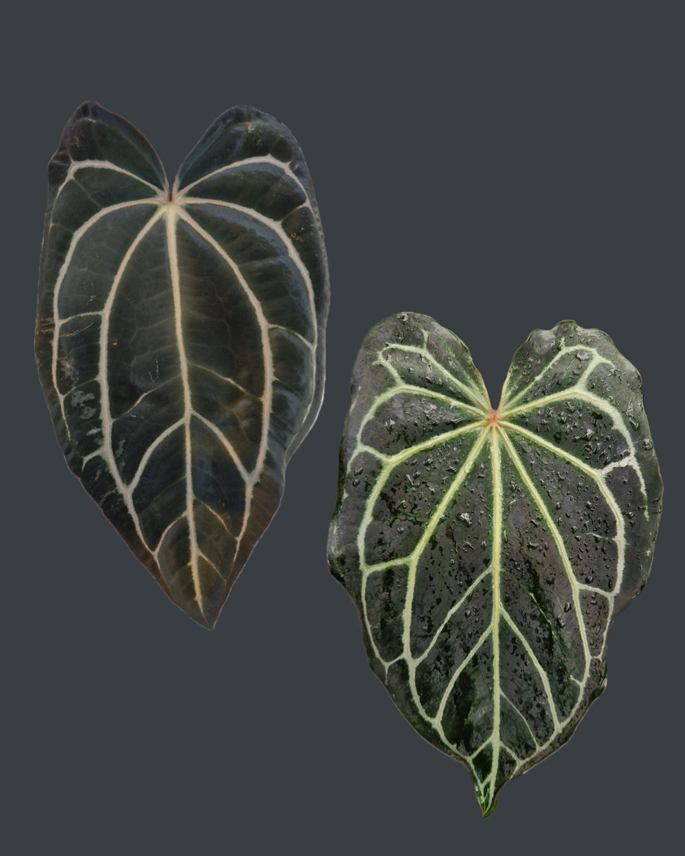 Anthurium carlablackiae T2 x 'Black Widow x Michelle'