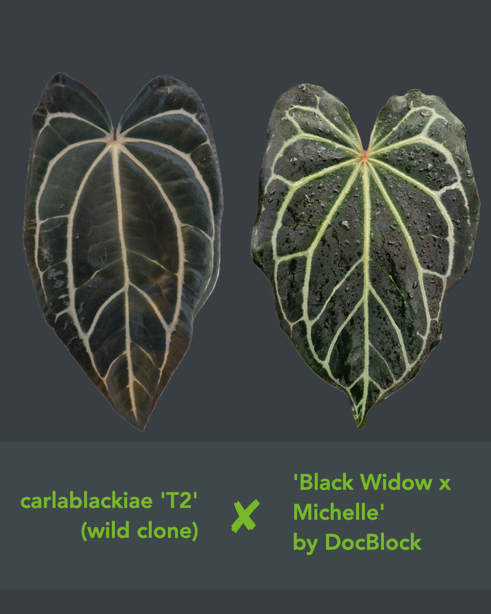 Anthurium carlablackiae T2 x 'Black Widow x Michelle'
