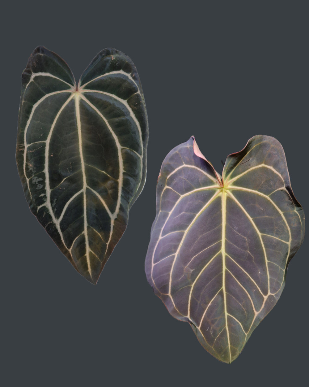 Anthurium carlablackiae T2 x T5