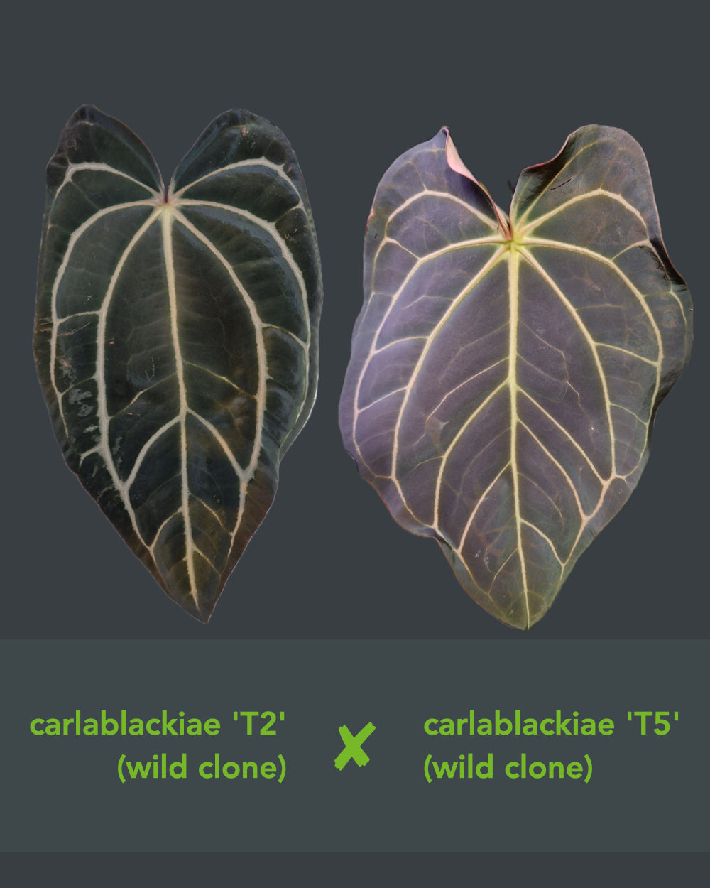 Anthurium carlablackiae T2 x T5