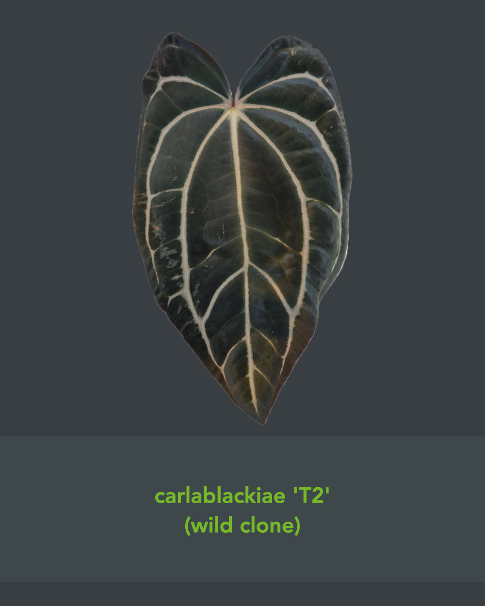 Anthurium carlablackiae T2 x T5