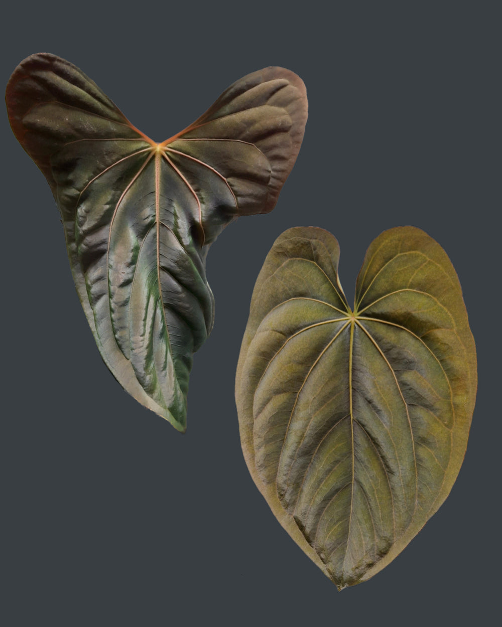Anthurium papillilaminum Daniel x dressleri T1