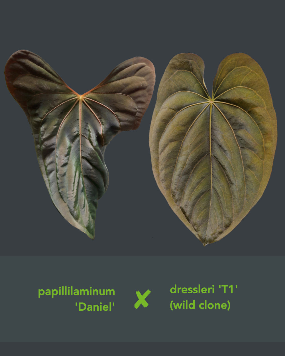 Anthurium papillilaminum Daniel x dressleri T1