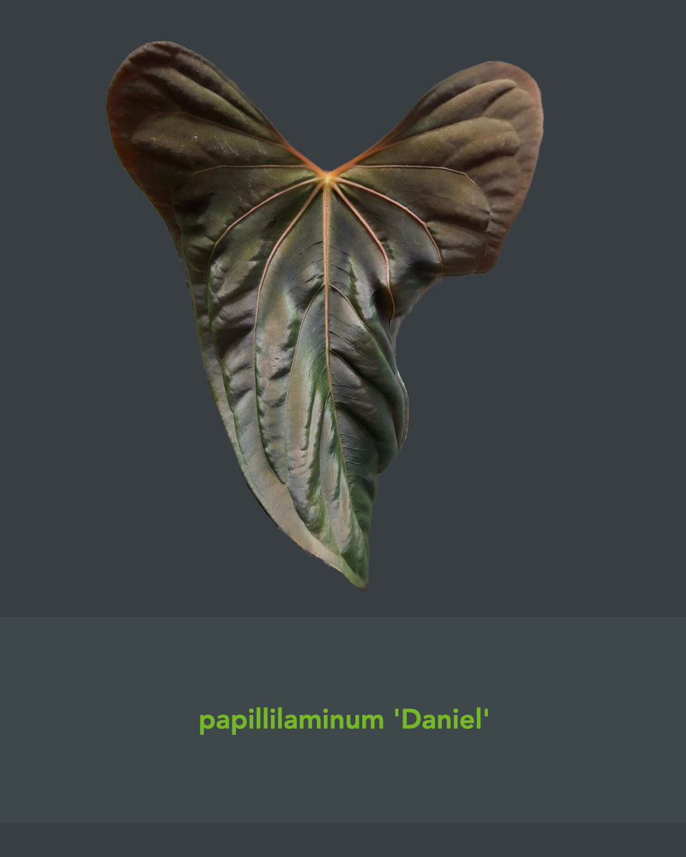 Anthurium papillilaminum Daniel x besseae aff