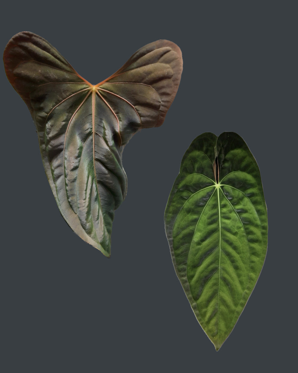 Anthurium papillilaminum Daniel x papillilaminum T5