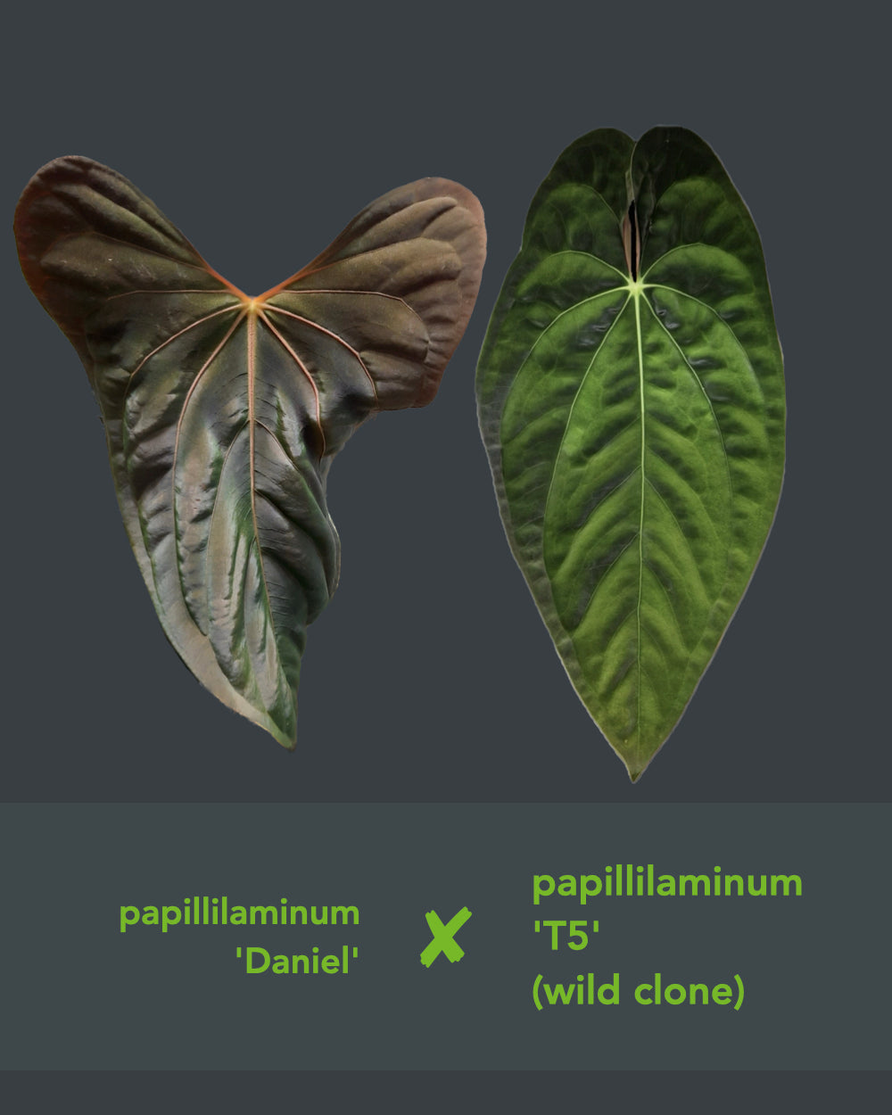 Anthurium papillilaminum Daniel x papillilaminum T5