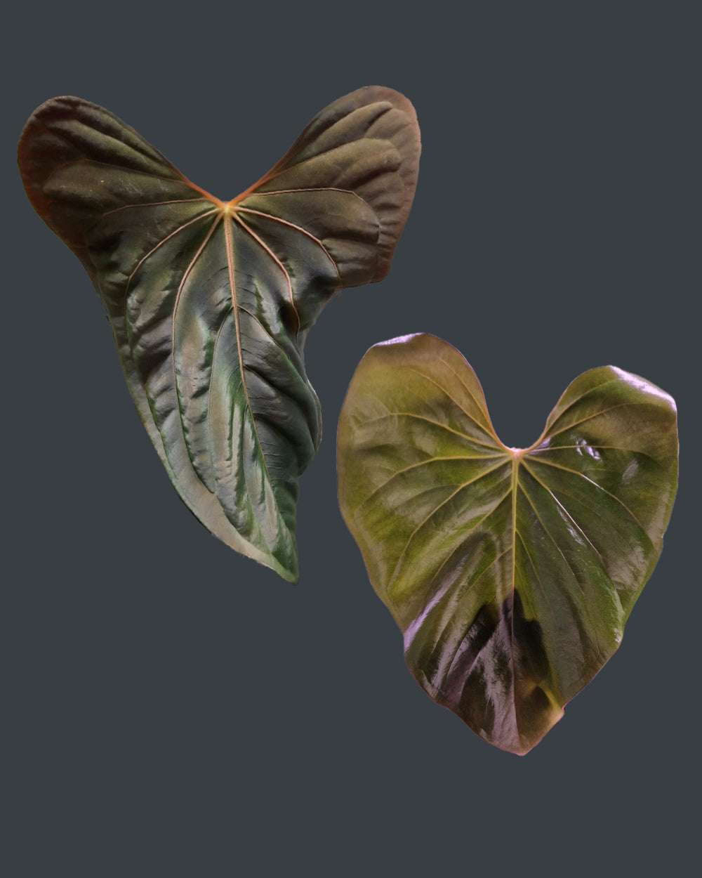 Anthurium papillilaminum Daniel x cerrocampanense wide sinus