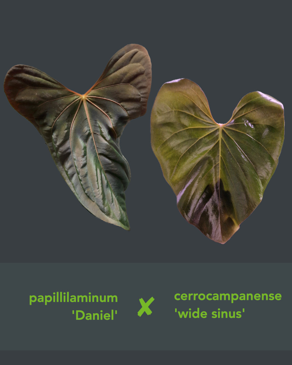 Anthurium papillilaminum Daniel x cerrocampanense wide sinus