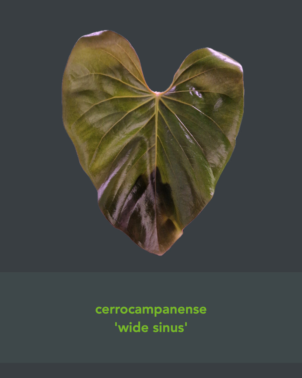 Anthurium papillilaminum Daniel x cerrocampanense wide sinus