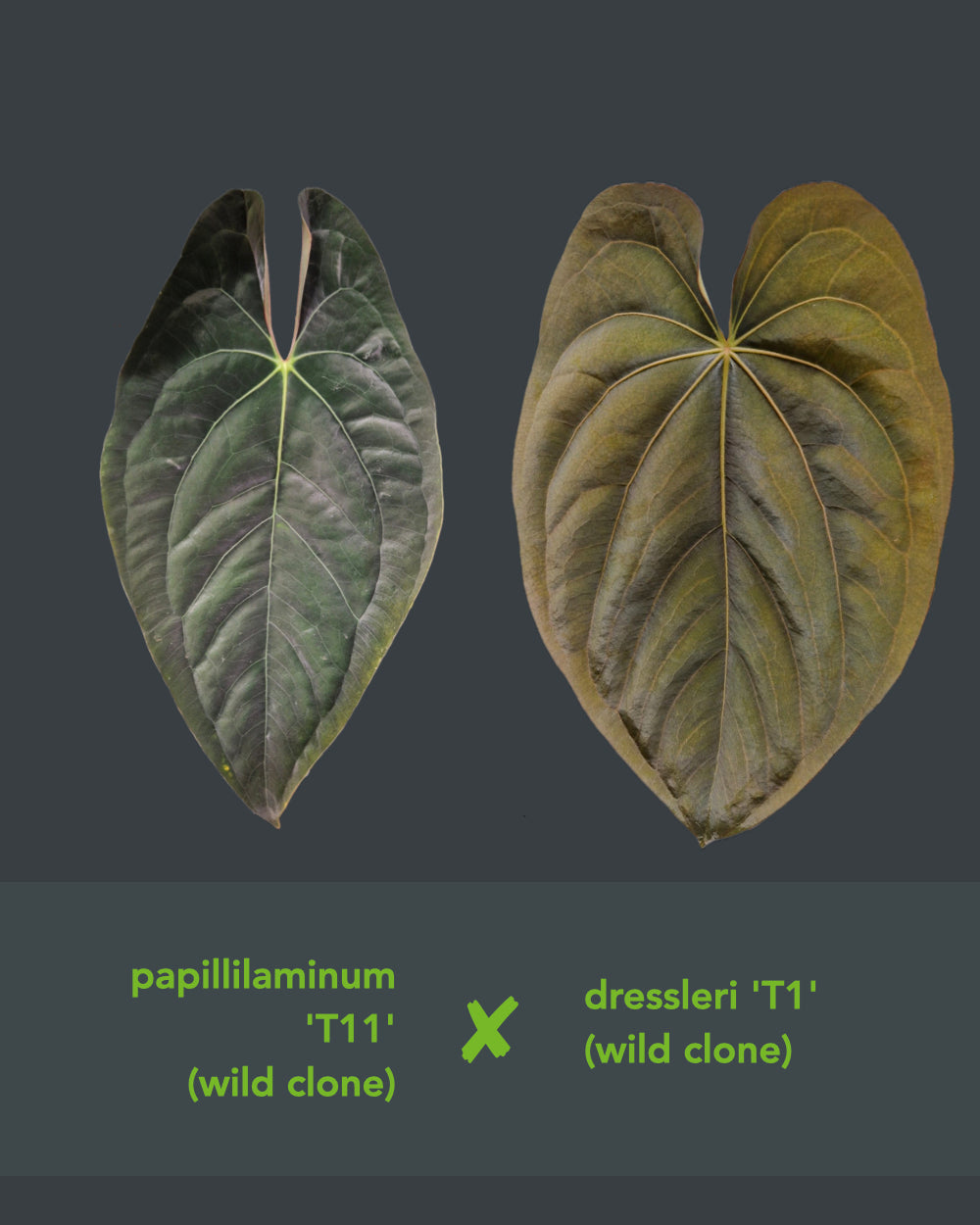 Anthurium papillilaminum T11 x dressleri T1