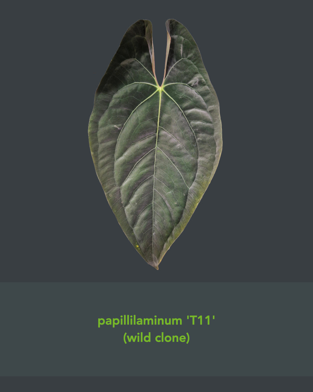 Anthurium papillilaminum T11 x dressleri T1