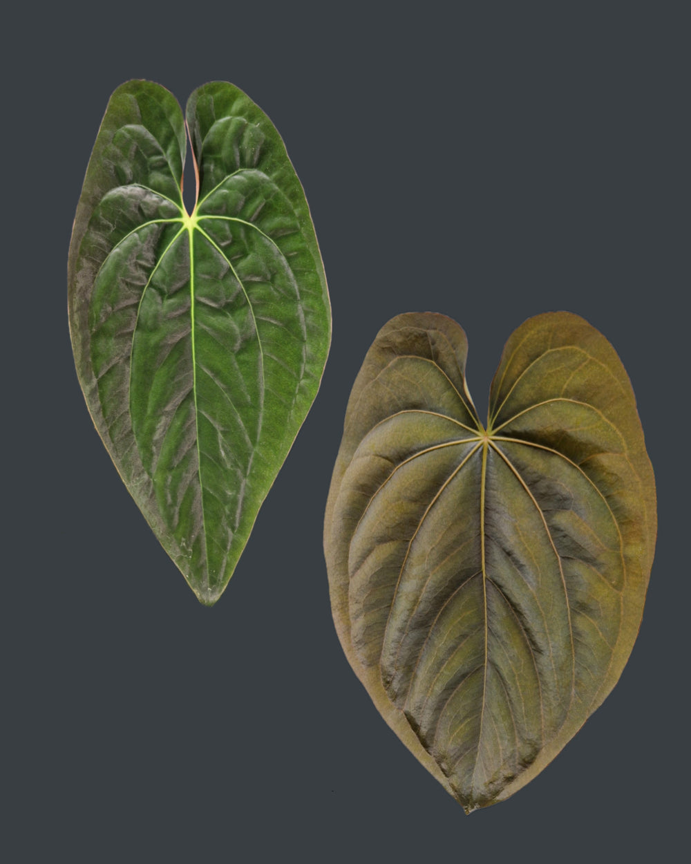 Anthurium papillilaminum T9 x dressleri T1