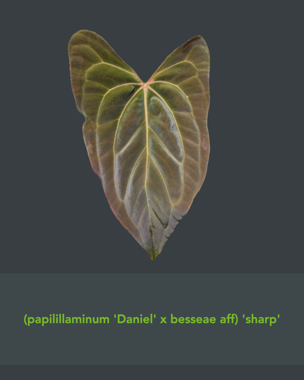 Anthurium papillilaminum Daniel x besseae aff F2 (oval x sharp)