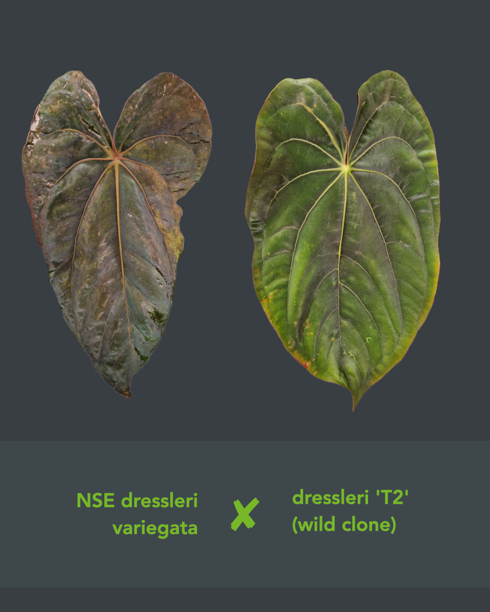 Anthurium dressleri NSE variegata x T2