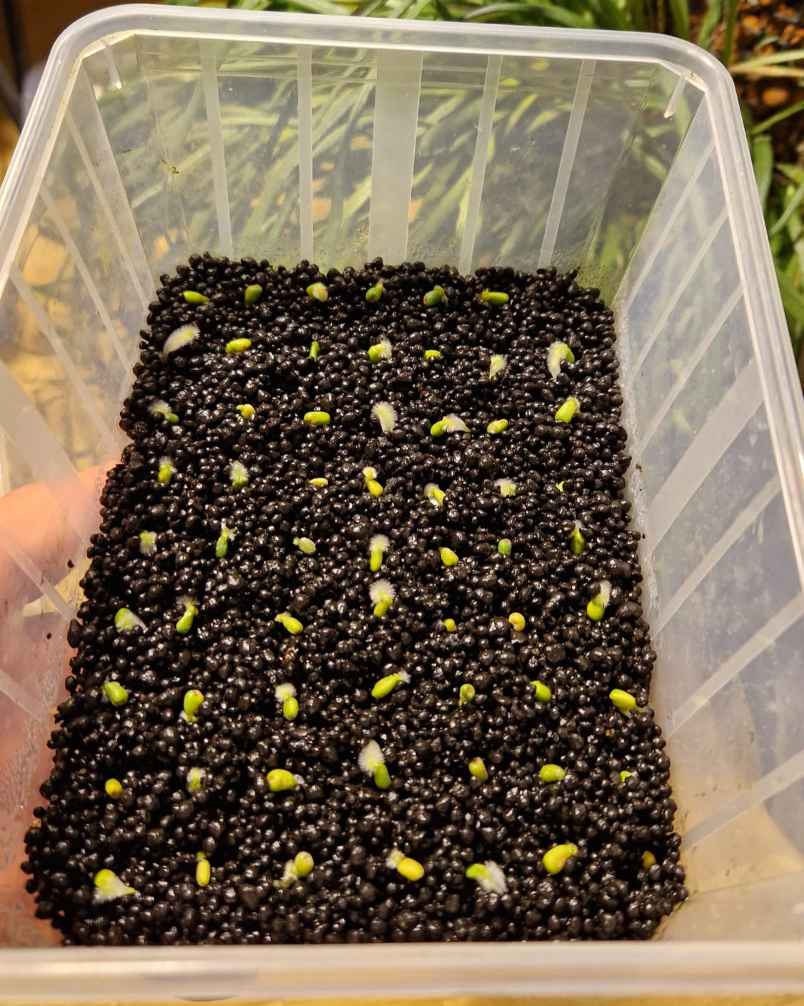 Anthurium Dressleri NSE variegata x Dressleri T2