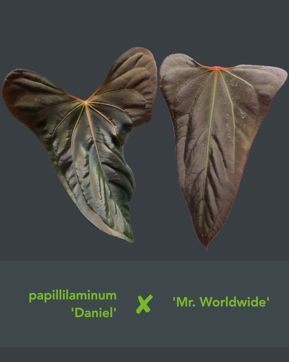 Anthurium papillilaminum 'Daniel' x 'Mr. Worldwide'