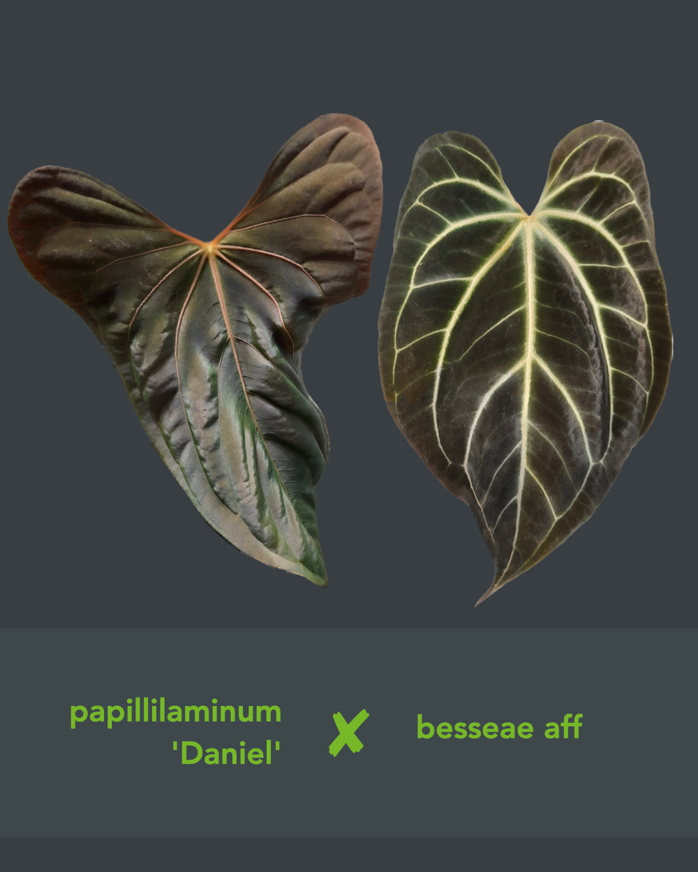 Anthurium papillilaminum Daniel x besseae aff