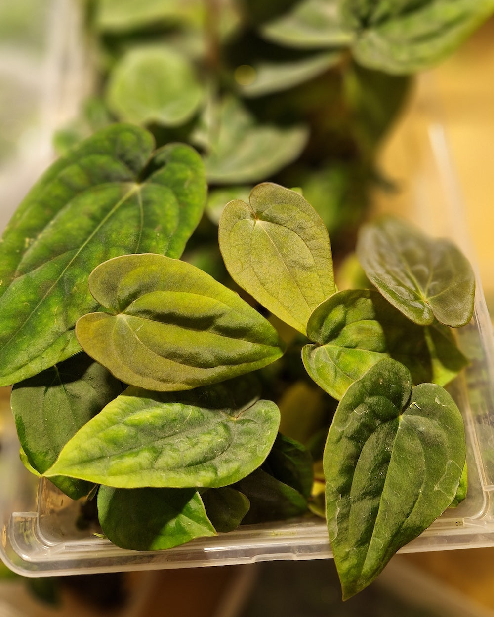 Anthurium papillilaminum T9 x dressleri T1