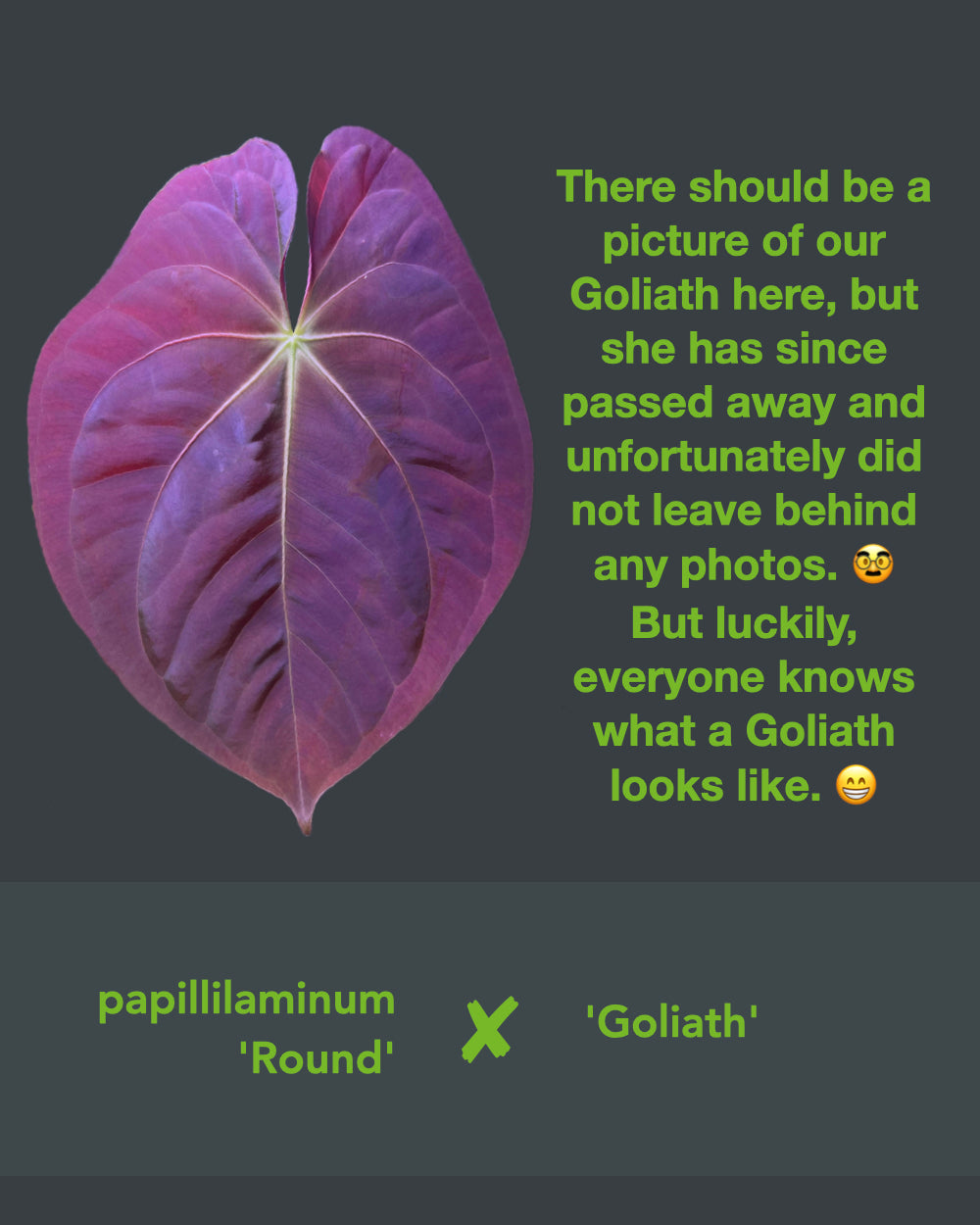 Anthurium Papillilaminum Round x Goliath