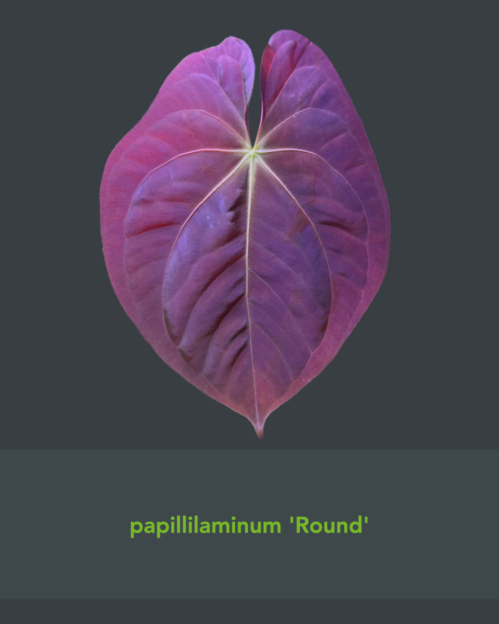 Anthurium Papillilaminum Round x Goliath