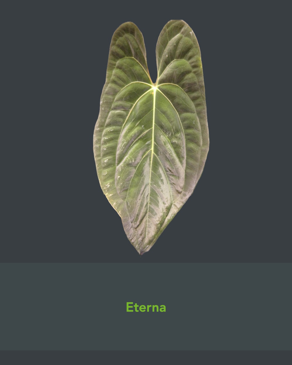 Anthurium Eterna x Papillilaminum A+