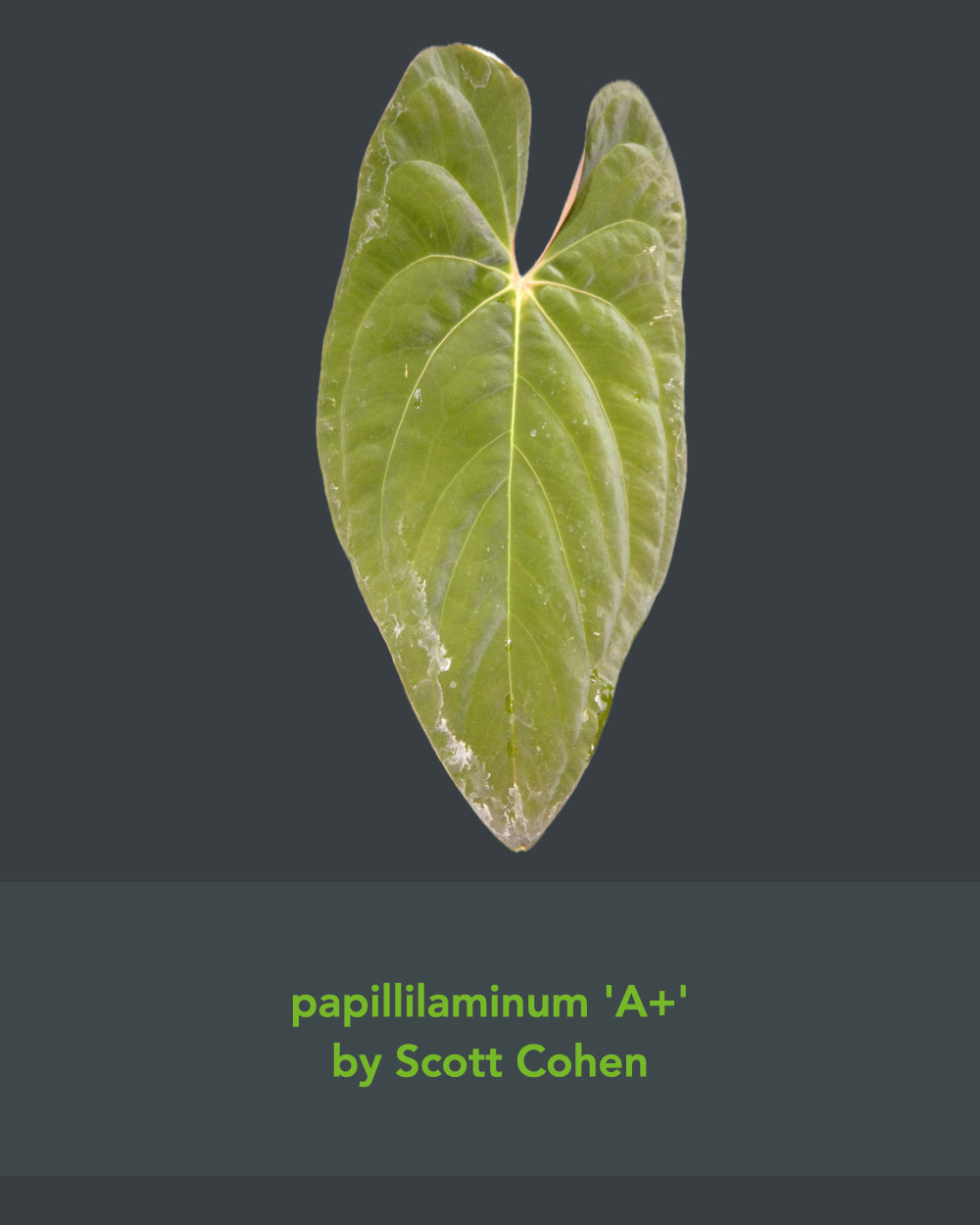 Anthurium Eterna x Papillilaminum A+