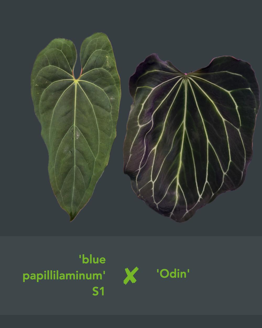 Anthurium 'blue papillilaminum' S1 x 'Odin'