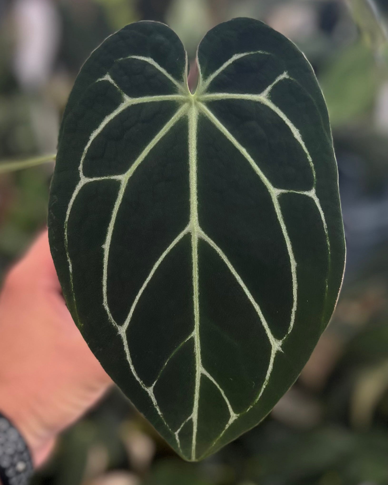 Anthurium Zara x Odin