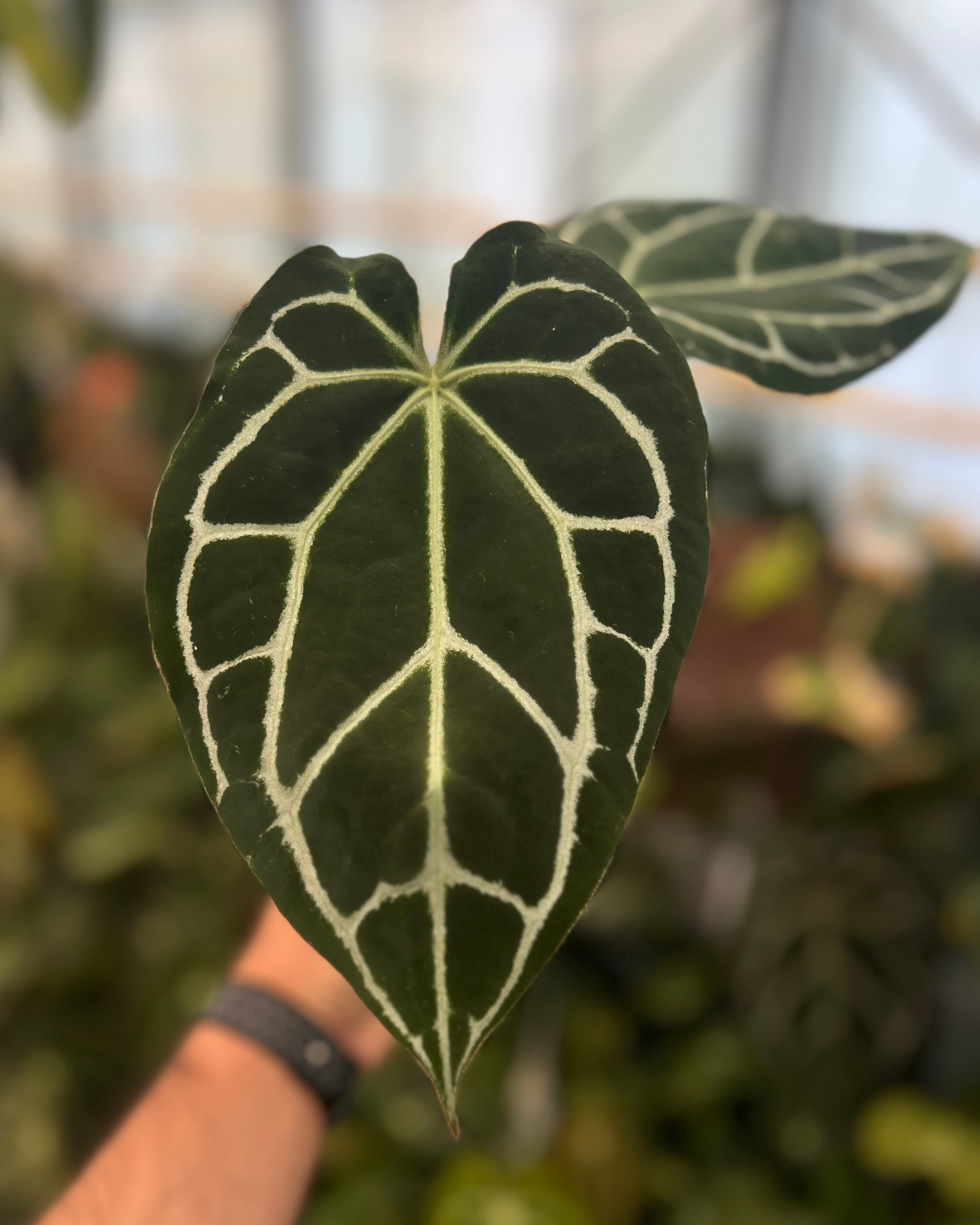 Anthurium Zara x Odin