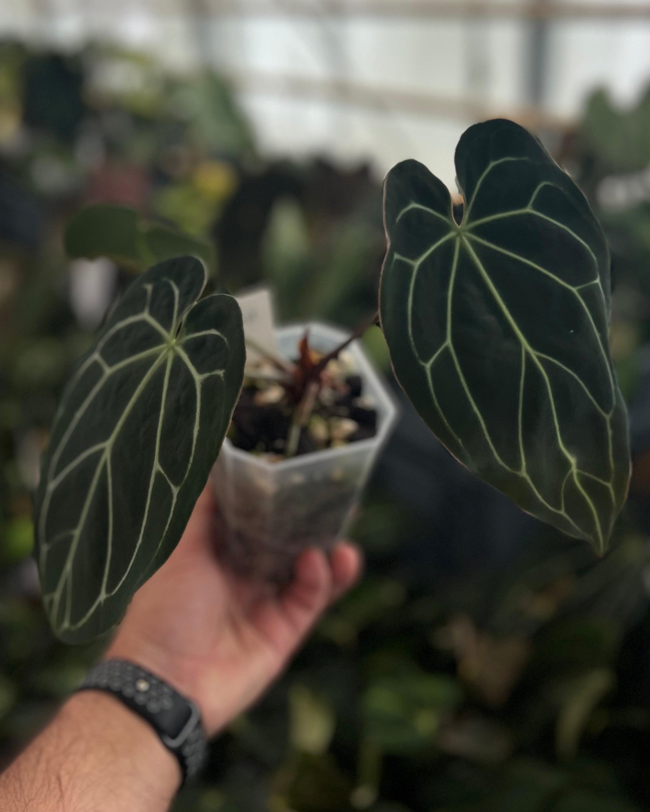 Anthurium Zara x Odin