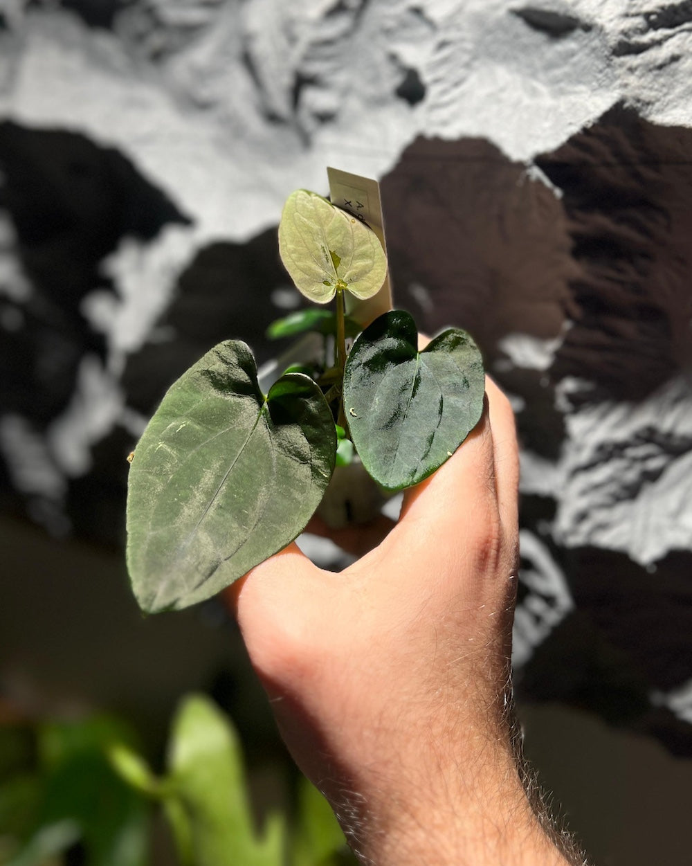 Anthurium dressleri RG F1 Jay x dressleri RG F1 Ivy