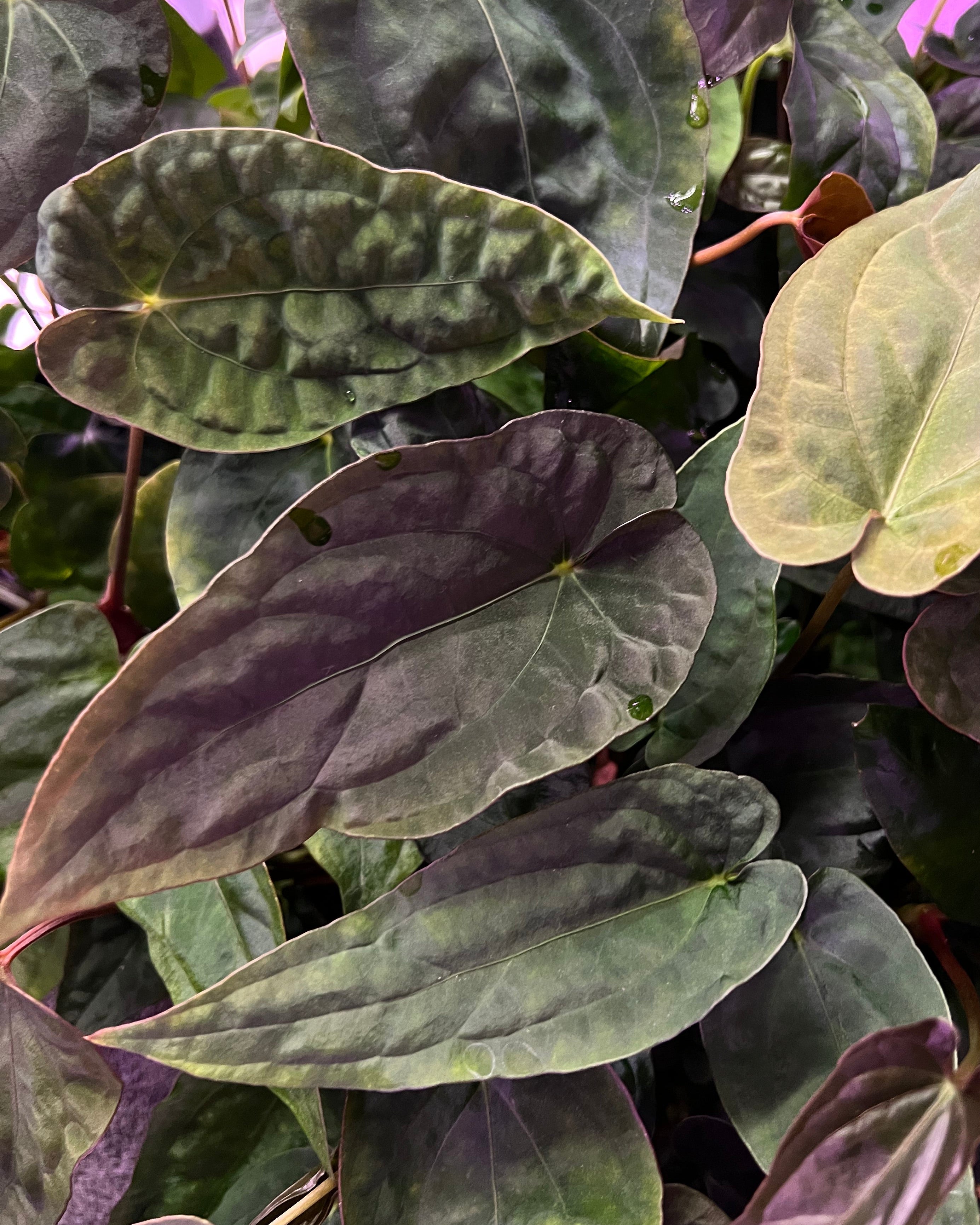 Anthurium Australian Lottery (Australia)