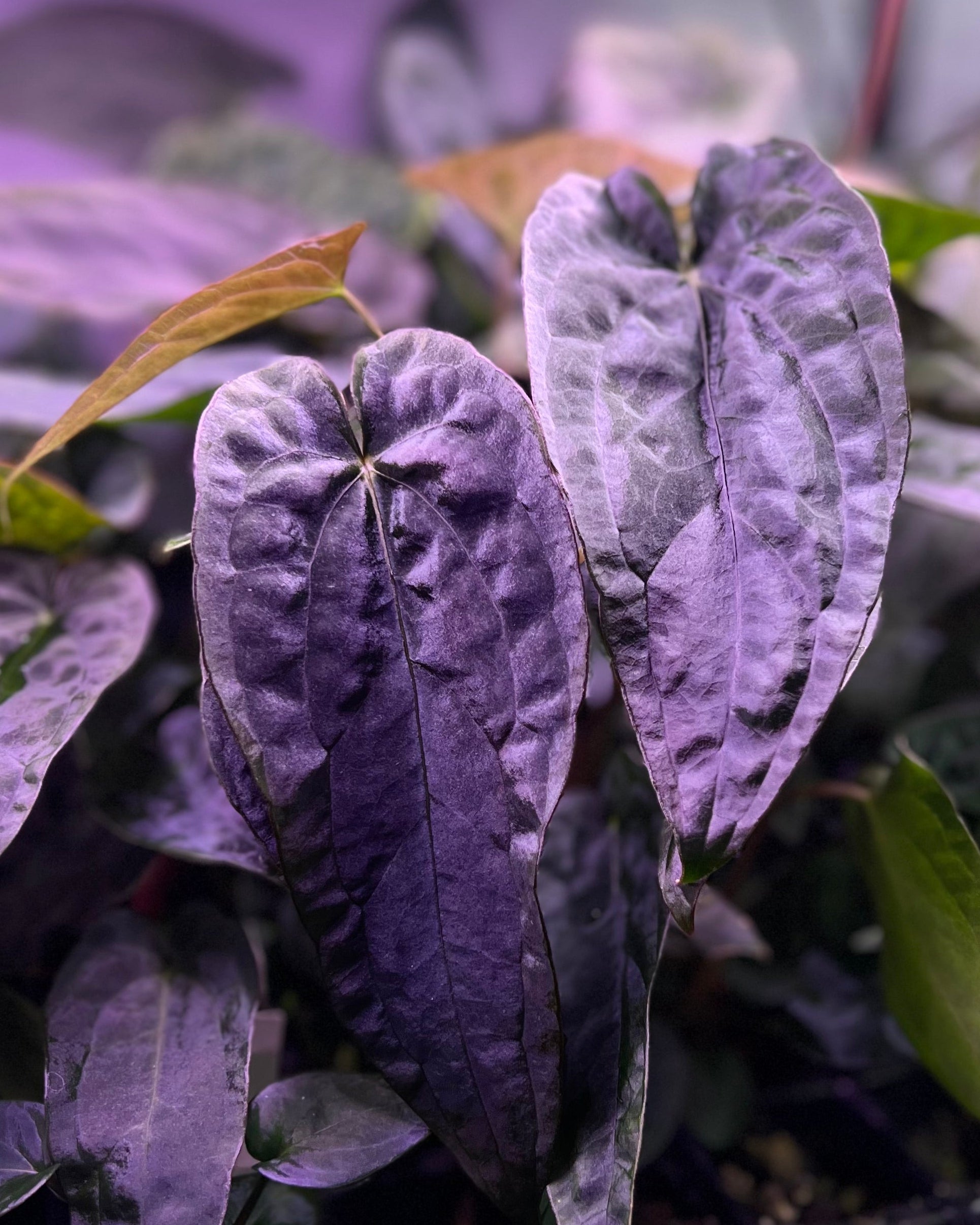 Anthurium Australian Lottery (Australia)