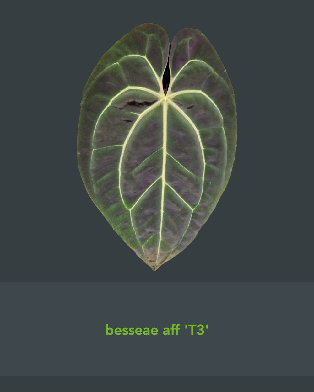 Anthurium besseae aff T3 x T4