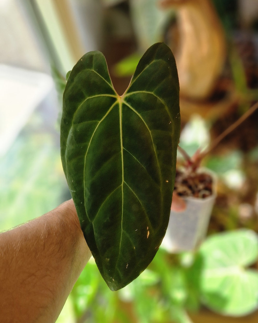Anthurium besseae aff x papillilaminum Daniel