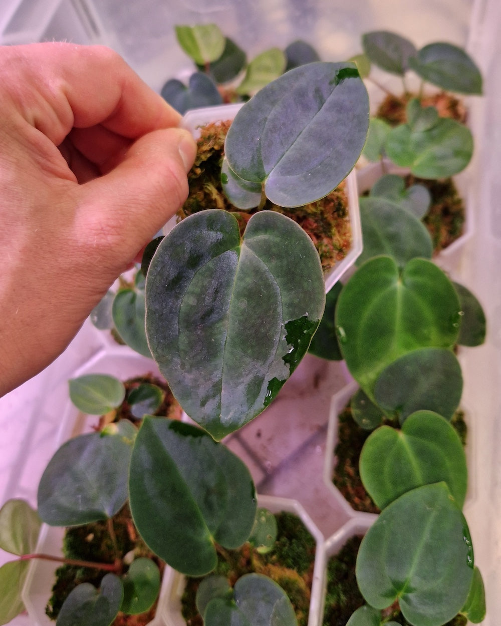 Anthurium besseae aff T3 x papillilaminum T5